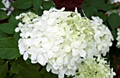 HYDRANGEA PANICULATA LIMELIGHT