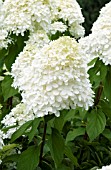 HYDRANGEA PANICULATA LIMELIGHT