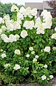 HYDRANGEA PANICULATA LIMELIGHT