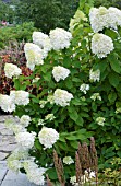 HYDRANGEA PANICULATA LIMELIGHT