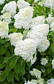 HYDRANGEA PANICULATA LIMELIGHT