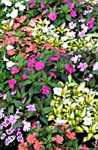 IMPATIENS HAWKERI NEW GUINEA MIX