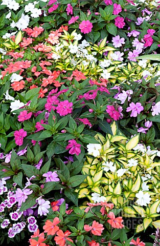 IMPATIENS_HAWKERI_NEW_GUINEA_MIX