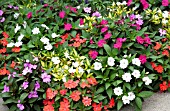 IMPATIENS HAWKERI NEW GUINEA MIX