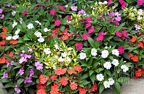 IMPATIENS_HAWKERI_NEW_GUINEA_MIX