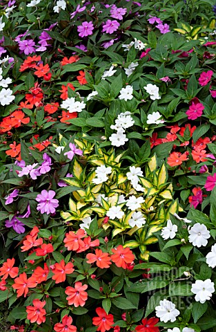 IMPATIENS_HAWKERI_NEW_GUINEA_MIX