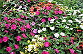 IMPATIENS HAWKERI NEW GUINEA MIX