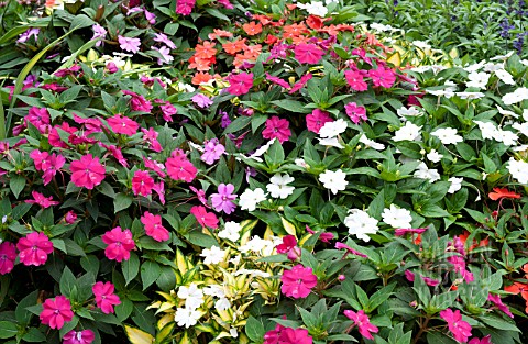 IMPATIENS_HAWKERI_NEW_GUINEA_MIX