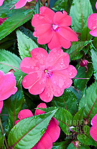 IMPATIENS_HAWKERI_SUN_HARMONY_MAGENTA