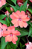 IMPATIENS SUNPATIENS COMPACT CORAL