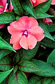 IMPATIENS SUNPATIENS COMPACT DEEP ROSE