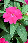 IMPATIENS SUNPATIENS COMPACT MAGENTA