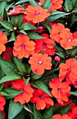 IMPATIENS SUNPATIENS COMPACT ORANGE