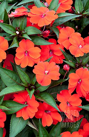 IMPATIENS_SUNPATIENS_COMPACT_ORANGE