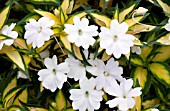 IMPATIENS SUNPATIENS SPREADING WHITE