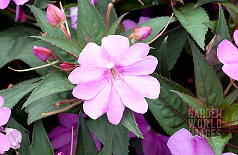 IMPATIENS_SUNPATIENS_VIGOROUS_LAVENDER