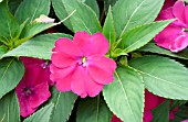 IMPATIENS SUNPATIENS VIGOROUS MAGENTA