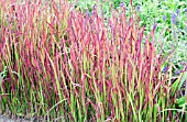 IMPERATA CYLINDRICA RED BARON