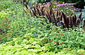 IPOMOEA, LANTANA, SALVIA, MILLET, AND PENNISETUM