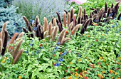 IPOMOEA, LANTANA, SALVIA, MILLET, AND PENNISETUM