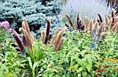 IPOMOEA, LANTANA, SALVIA, MILLET, AND PENNISETUM