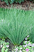 JUNCUS BLUE MOHAWK