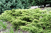 JUNIPERUS CHINENSIS SAYBROOK GOLD