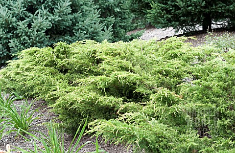 JUNIPERUS_CHINENSIS_SAYBROOK_GOLD