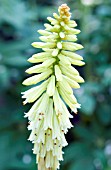 KNIPHOFIA PINEAPPLE POPSICLE