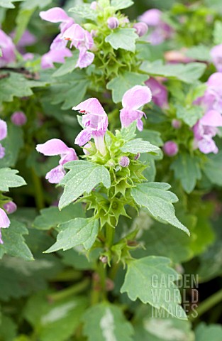 LAMIUM_MACULATUM_SENSATION