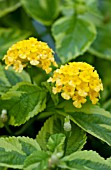 LANTANA ALOHA YELLOW