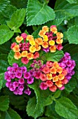 LANTANA ANNE MARIE