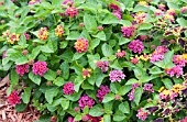 LANTANA ANNE MARIE