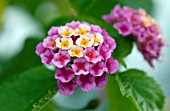 LANTANA ATHENS ROSE