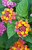 LANTANA BANDANA CHERRY SUNRISE