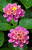 LANTANA BANDANA CHERRY SUNRISE