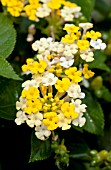 LANTANA BANDANA LEMON ZEST