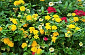 LANTANA BANDANA TRAILING GOLD, VERBENA, AND CALIBRACHOA