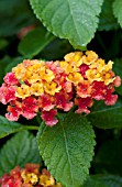 LANTANA BANDITO RED