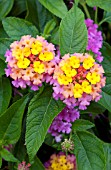 LANTANA BERRY BLEND