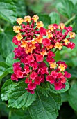 LANTANA CARLOS