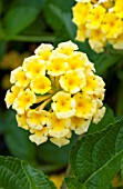 LANTANA CHAPEL HILL YELLOW