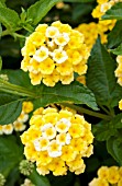 LANTANA CHAPEL HILL YELLOW