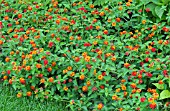 LANTANA CITRUS BLEND