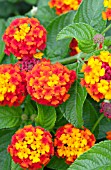 LANTANA CITRUS BLEND