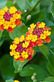 LANTANA DALLAS RED