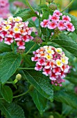 LANTANA ELEGANCE