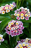 LANTANA EVITA ROSE NEBLAN