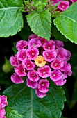 LANTANA FLORIDA MOUND FUCHSIA