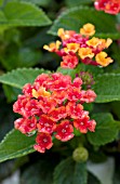 LANTANA FLORIDA MOUND RED